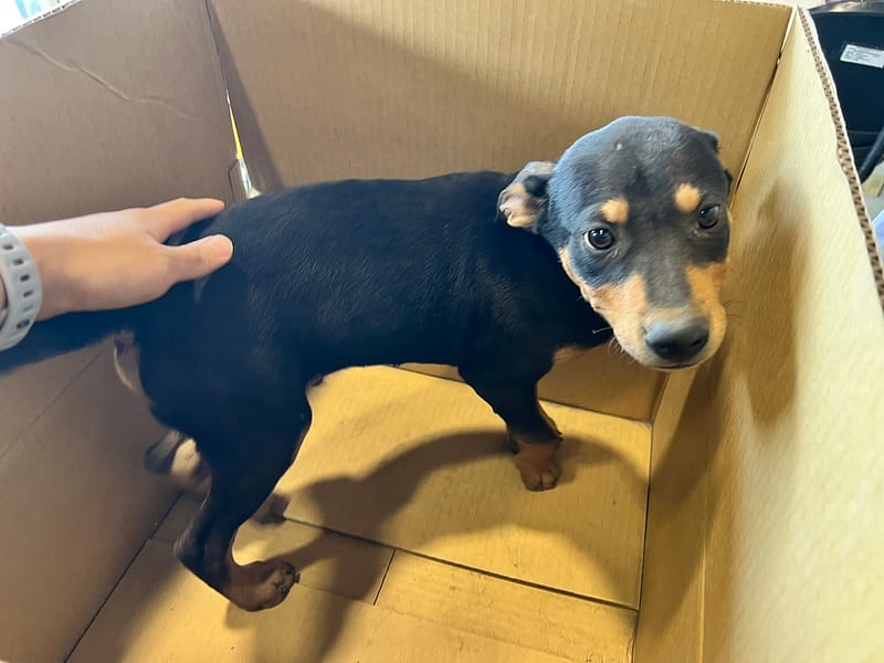 【待認養】混種犬 狗 (男生) - 桃園市動物保護教育園區