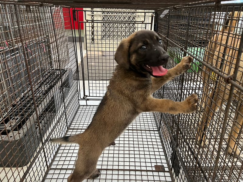 【待認養】混種犬 狗 (男生) - 金門縣動物收容中心