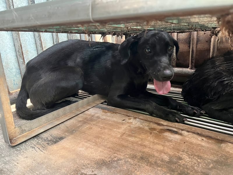 【待認養】混種犬 狗 (女生) - 彰化縣流浪狗中途之家