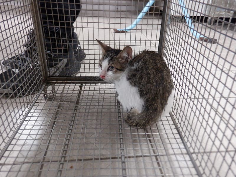 【待認養】混種貓 貓 (男生) - 南投縣公立動物收容所