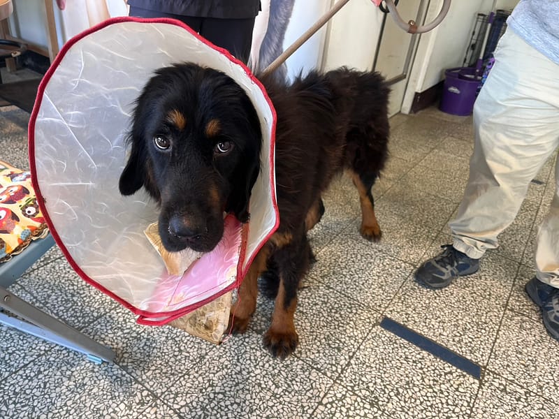 【待認養】獒犬 狗 (女生) - 桃園市動物保護教育園區