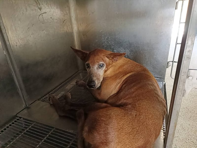 【待認養】混種犬 狗 (男生) - 新竹市動物保護教育園區