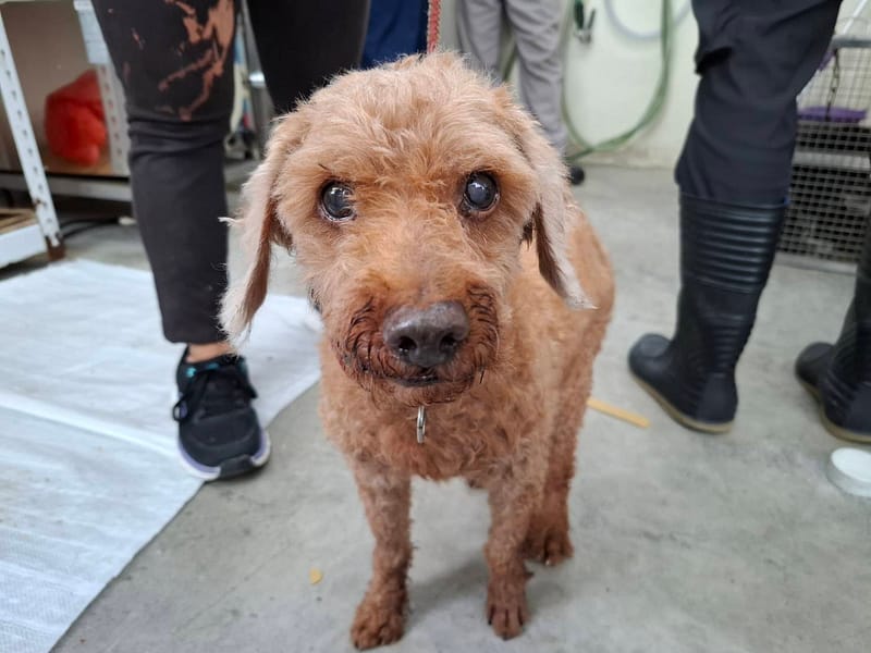 【待認養】貴賓犬 狗 (男生) - 臺北市動物之家