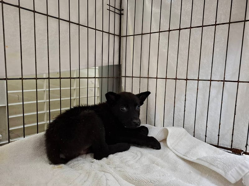 【待認養】混種犬 狗 (男生) - 臺北市動物之家