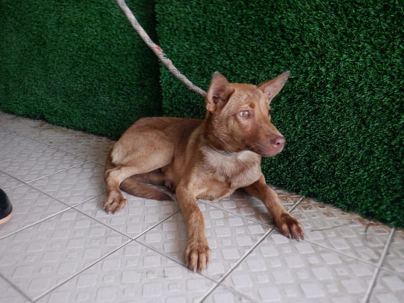 【待認養】混種犬 狗 (女生) - 南投縣公立動物收容所