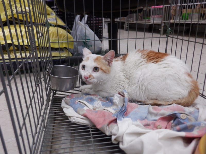 【待認養】混種貓 貓 (女生) - 南投縣公立動物收容所