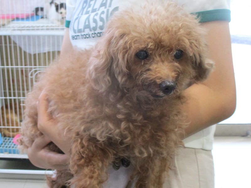 【待認養】貴賓犬 狗 (女生) - 高雄市壽山動物保護教育園區