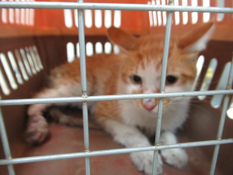 【待認養】混種貓 貓 (男生) - 新竹市動物保護教育園區