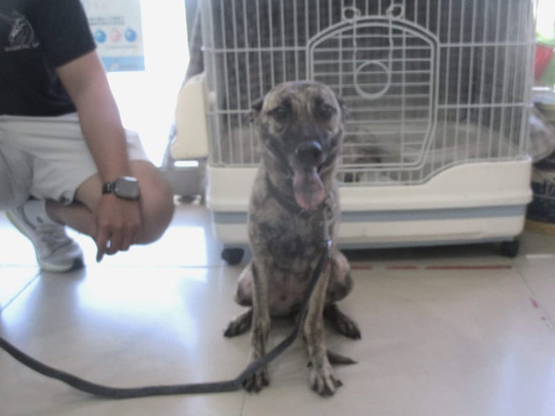 【待認養】混種犬 狗 (女生) - 高雄市壽山動物保護教育園區