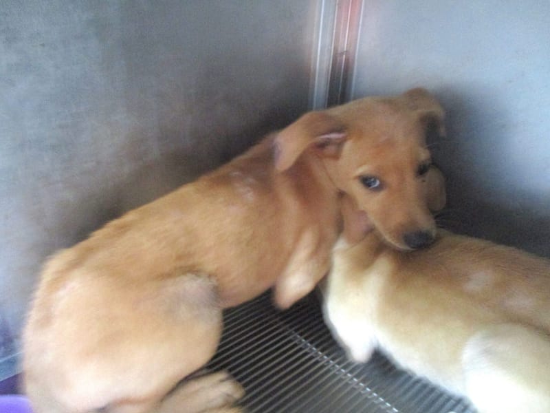 【待認養】混種犬 狗 (女生) - 高雄市壽山動物保護教育園區