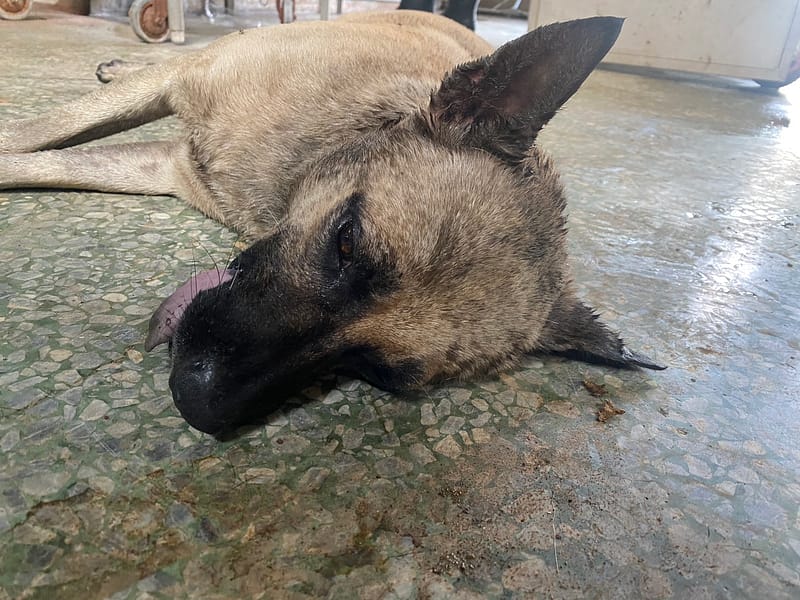 【待認養】混種犬 狗 (男生) - 臺南市動物之家善化站