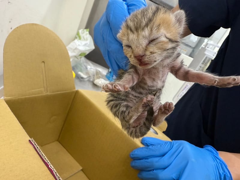 【待認養】混種貓 貓 (女生) - 臺北市動物之家