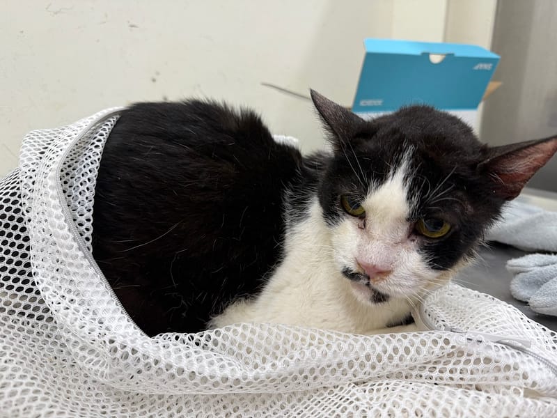 【待認養】混種貓 貓 (男生) - 臺北市動物之家