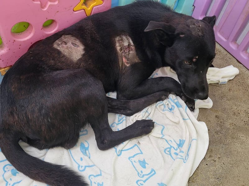 【待認養】混種犬 狗 (男生) - 臺北市動物之家