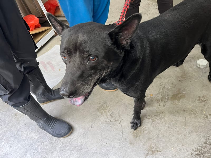 【待認養】混種犬 狗 (男生) - 臺北市動物之家