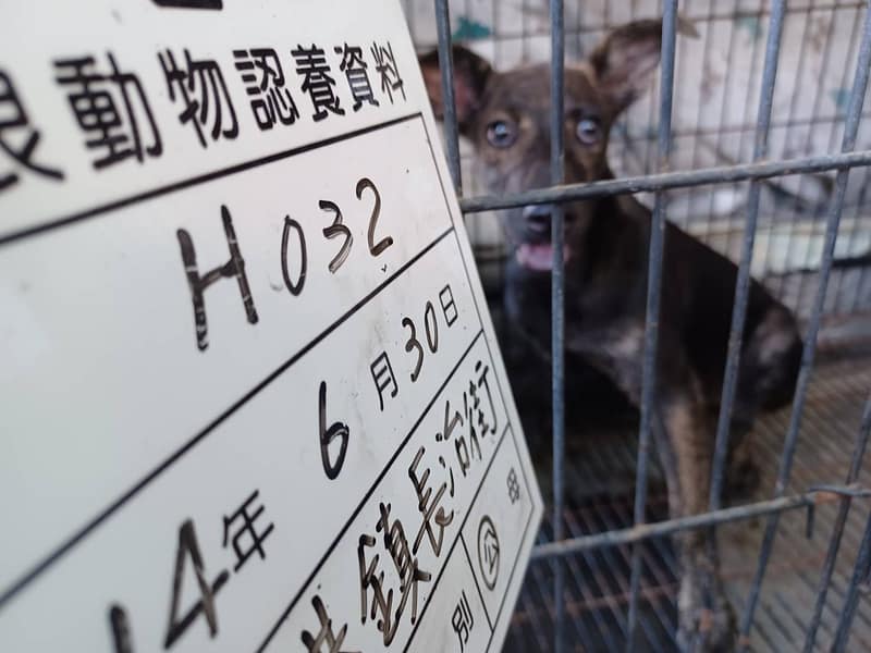 【待認養】混種犬 狗 (男生) - 雲林縣流浪動物收容所