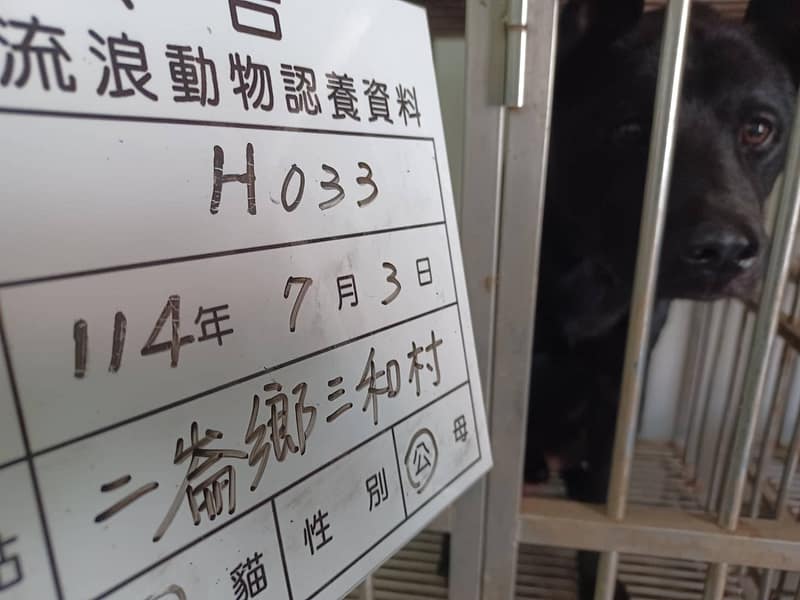 【待認養】混種犬 狗 (男生) - 雲林縣流浪動物收容所