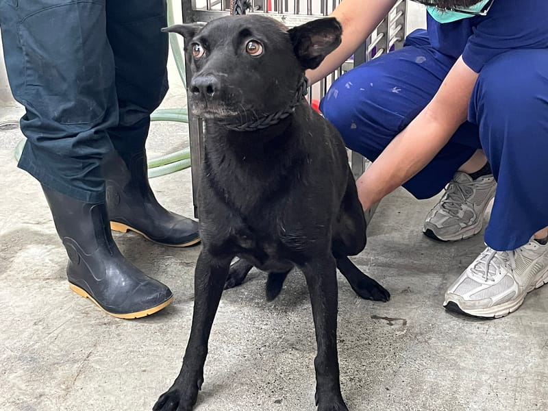 【待認養】混種犬 狗 (男生) - 臺北市動物之家