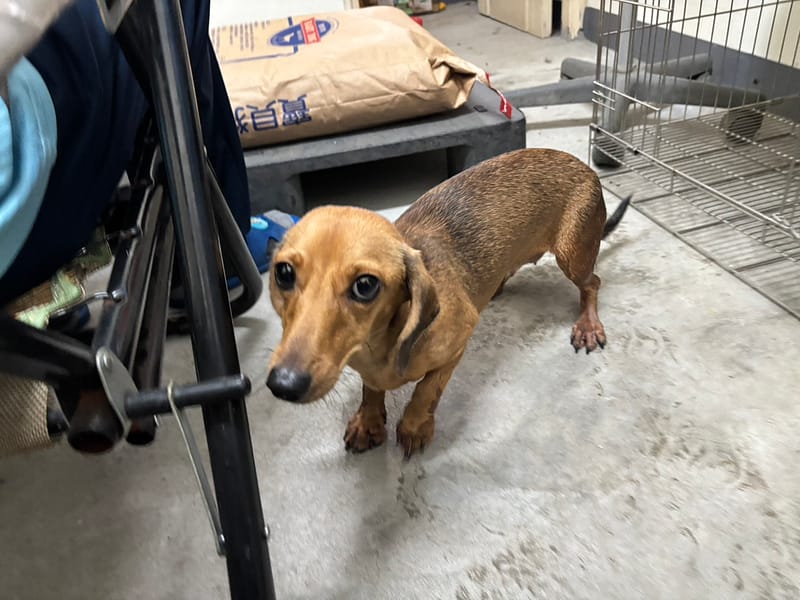 【待認養】臘腸犬 狗 (女生) - 新北市五股區公立動物之家