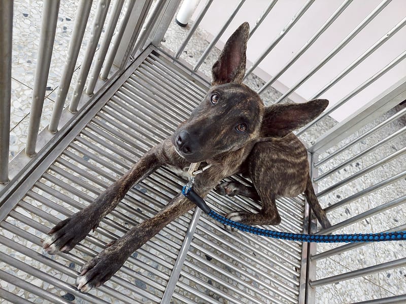 【待認養】混種犬 狗 (男生) - 花蓮縣狗貓躍動園區