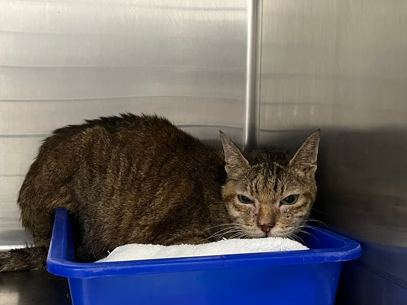 【待認養】混種貓 貓 (女生) - 臺北市動物之家