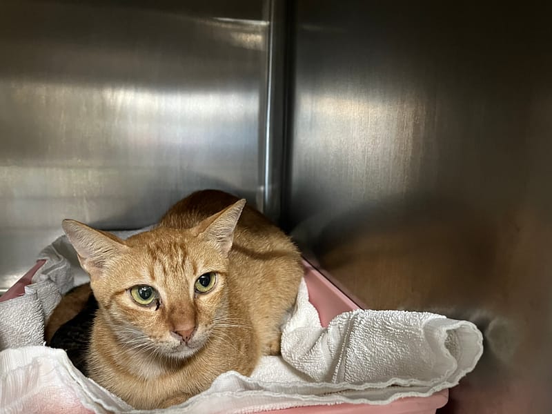 【待認養】混種貓 貓 (女生) - 臺北市動物之家