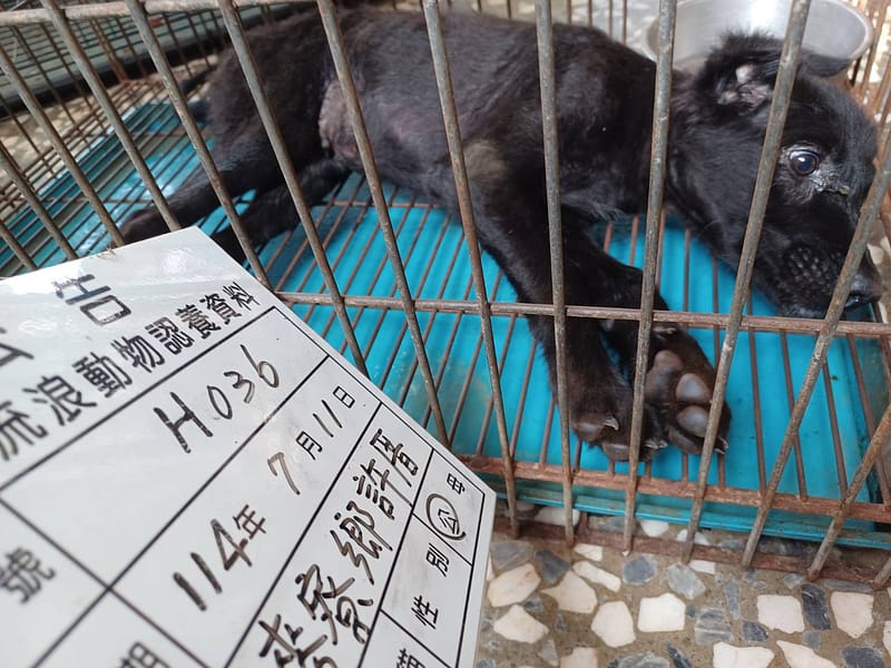 【待認養】混種犬 狗 (男生) - 雲林縣流浪動物收容所