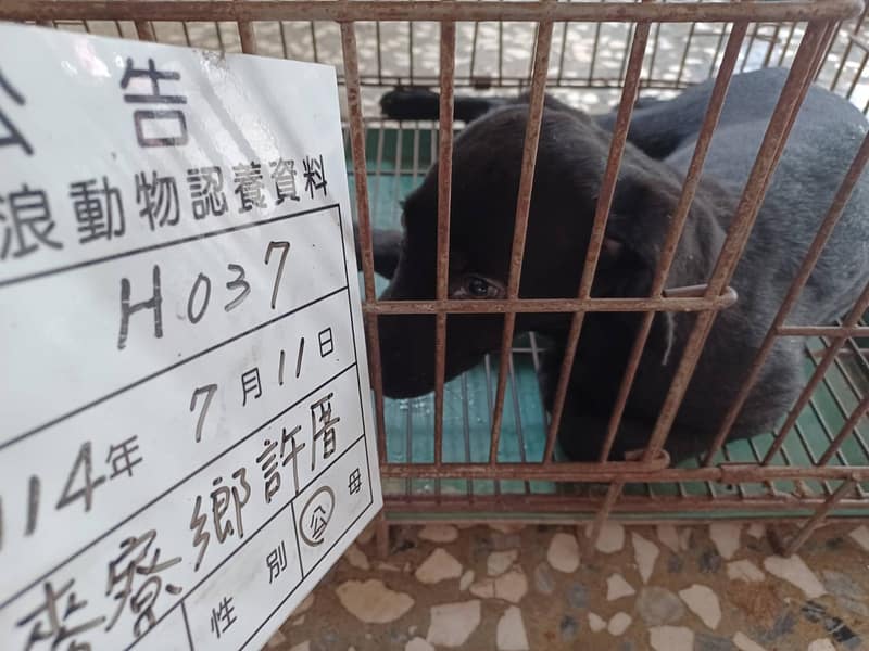 【待認養】混種犬 狗 (男生) - 雲林縣流浪動物收容所