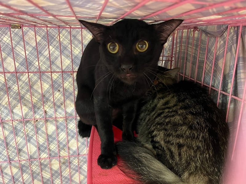 【待認養】混種貓 貓 (男生) - 臺北市動物之家