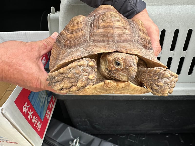 【待認養】蘇卡達象龜 其他 (女生) - 臺南市動物之家善化站