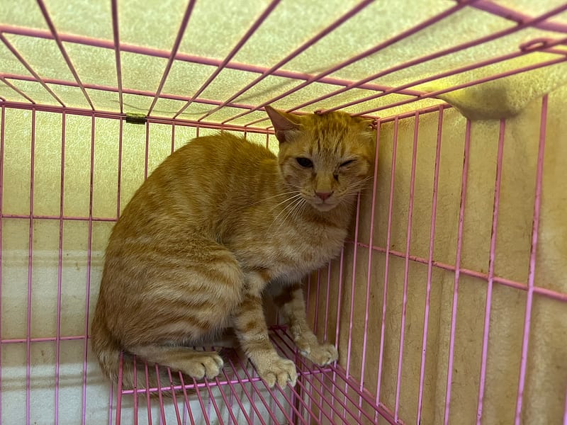 【待認養】混種貓 貓 (男生) - 臺北市動物之家