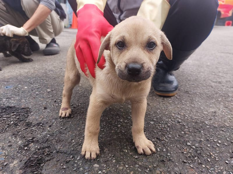 【待認養】混種犬 狗 (女生) - 新北市中和區公立動物之家