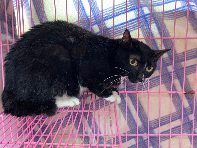 【待認養】混種貓 貓 (女生) - 臺北市動物之家