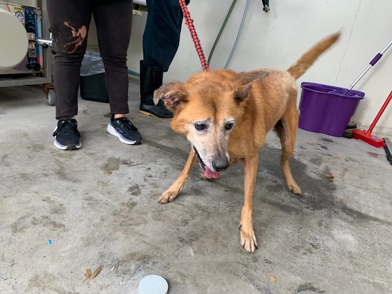 【待認養】混種犬 狗 (男生) - 臺北市動物之家