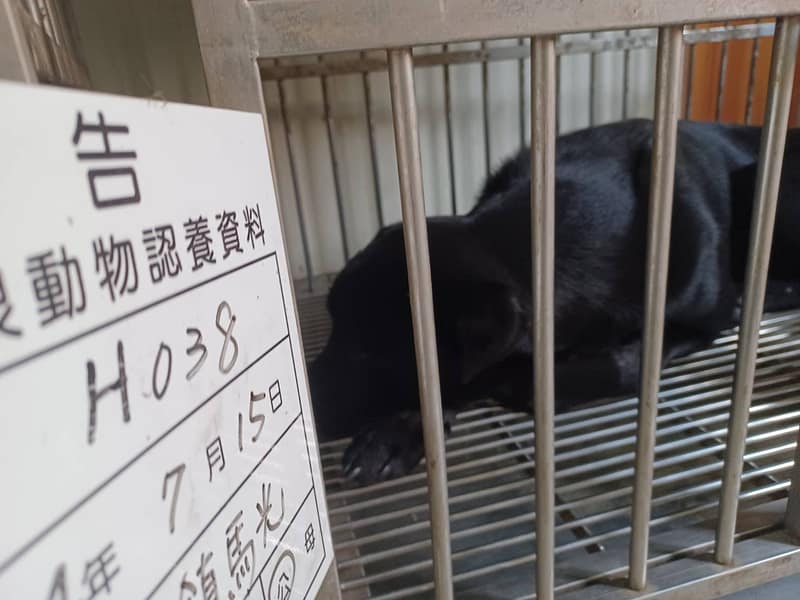 【待認養】混種犬 狗 (男生) - 雲林縣流浪動物收容所