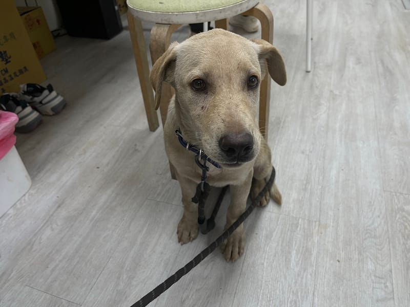 【待認養】混種犬 狗 (女生) - 新北市五股區公立動物之家