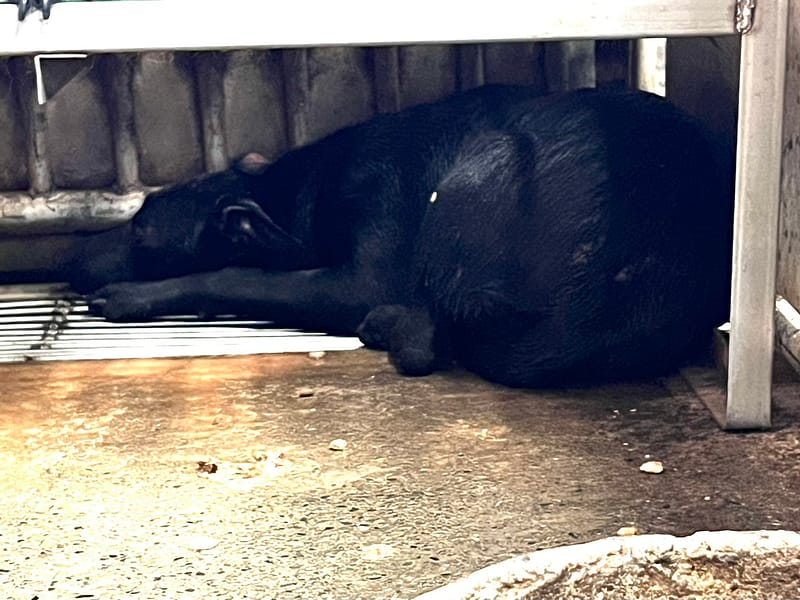 【待認養】混種犬 狗 (女生) - 彰化縣流浪狗中途之家