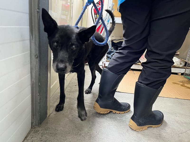 【待認養】混種犬 狗 (男生) - 臺北市動物之家