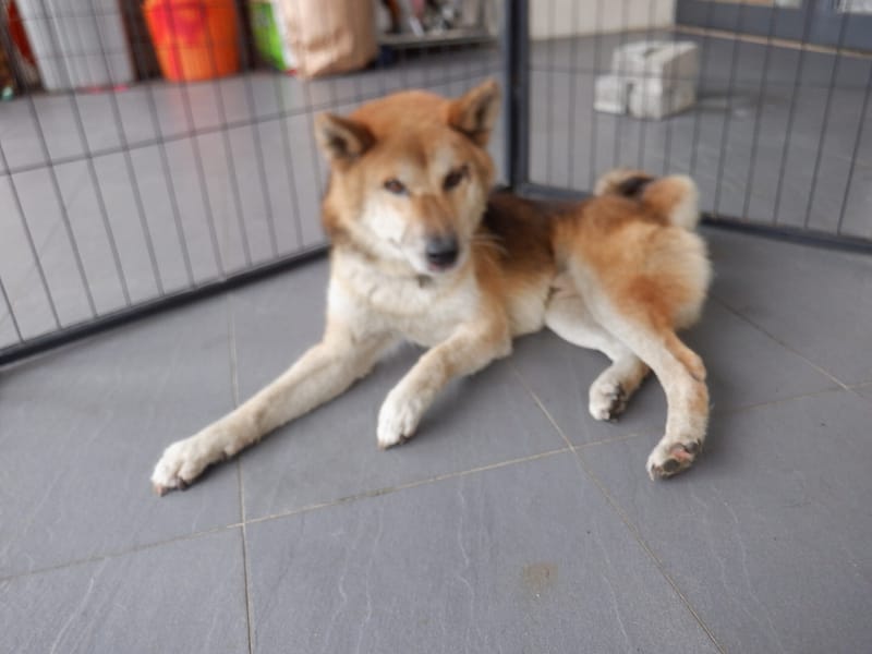 【待認養】柴犬 狗 (男生) - 南投縣公立動物收容所