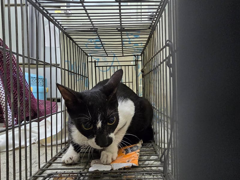 【待認養】混種貓 貓 (女生) - 臺北市動物之家