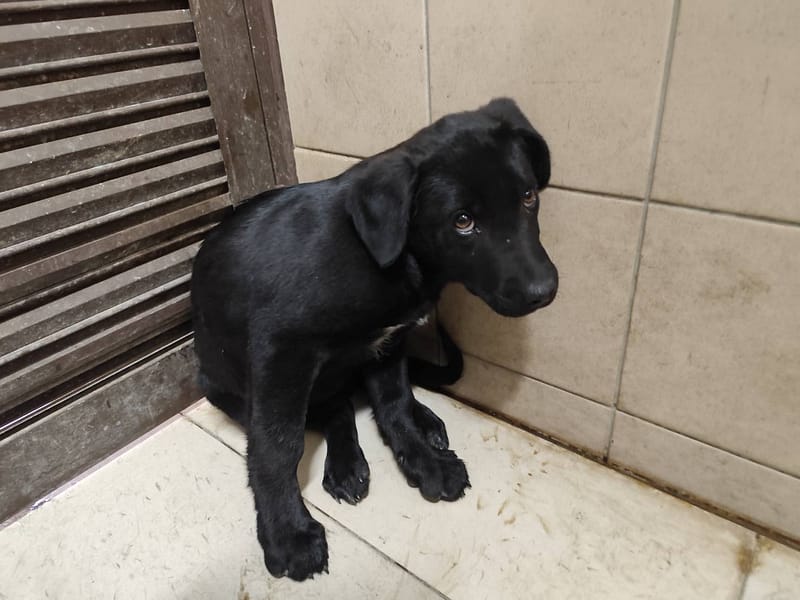 【待認養】混種犬 狗 (女生) - 高雄市燕巢動物保護關愛園區