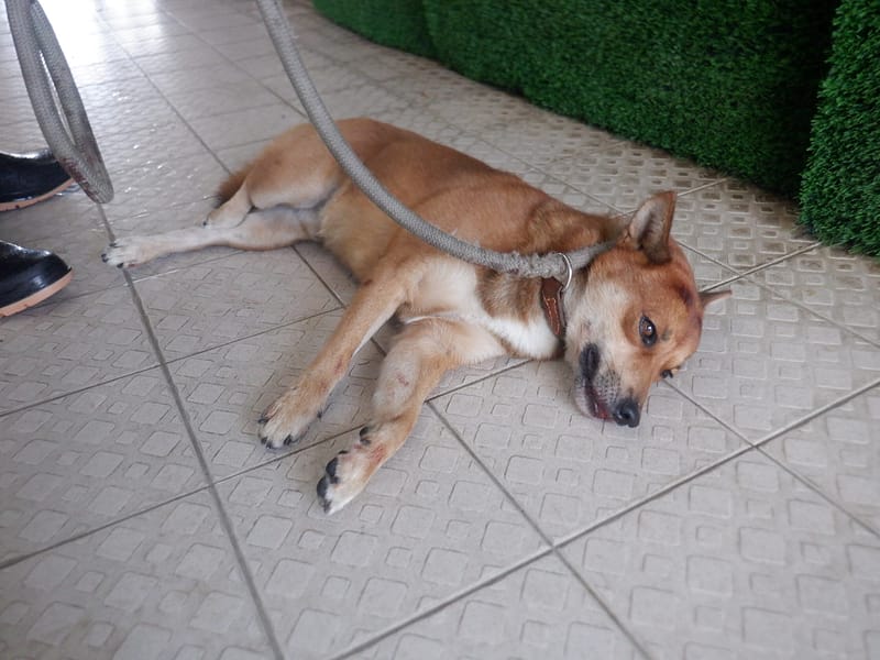 【待認養】混種犬 狗 (男生) - 南投縣公立動物收容所