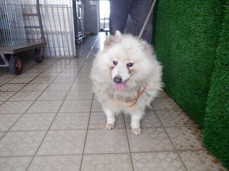 【待認養】日本狐狸犬 狗 (男生) - 南投縣公立動物收容所