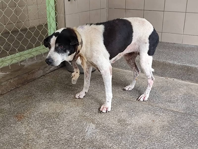【待認養】混種犬 狗 (女生) - 高雄市燕巢動物保護關愛園區