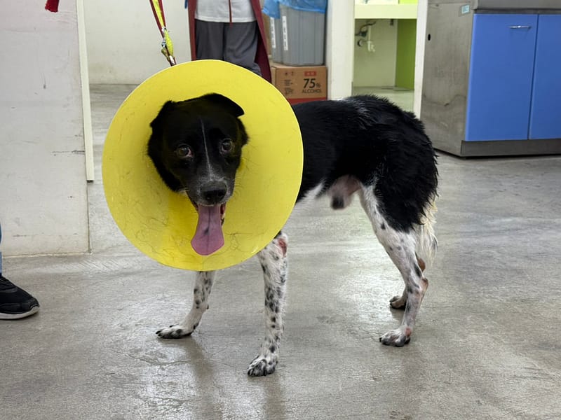 【待認養】混種犬 狗 (男生) - 臺北市動物之家