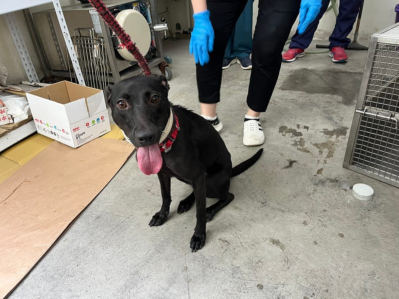 【待認養】混種犬 狗 (女生) - 臺北市動物之家