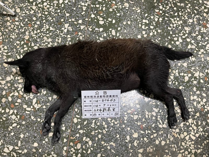 【待認養】混種犬 狗 (女生) - 雲林縣流浪動物收容所