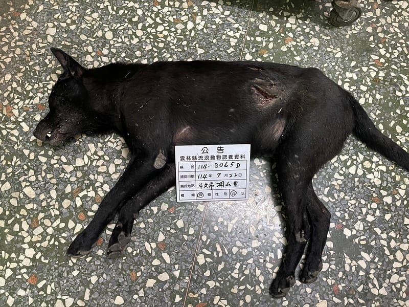 【待認養】混種犬 狗 (男生) - 雲林縣流浪動物收容所