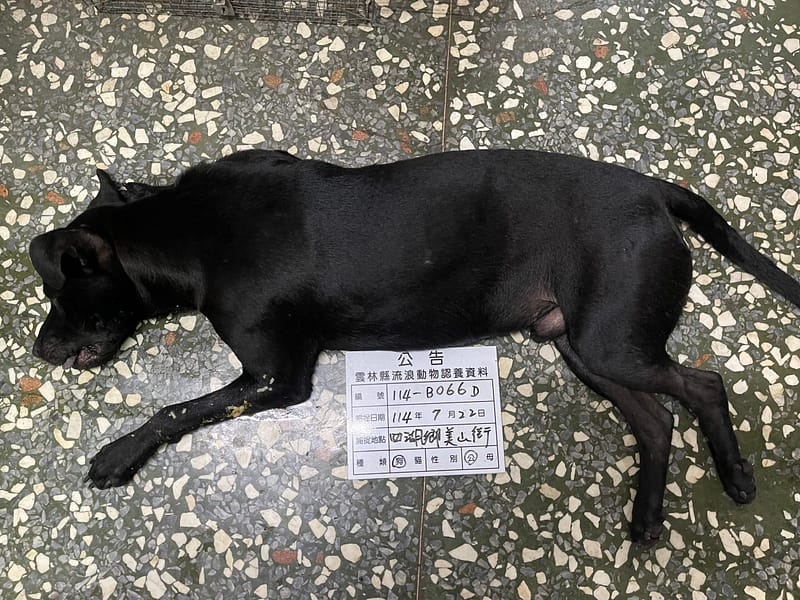 【待認養】混種犬 狗 (男生) - 雲林縣流浪動物收容所