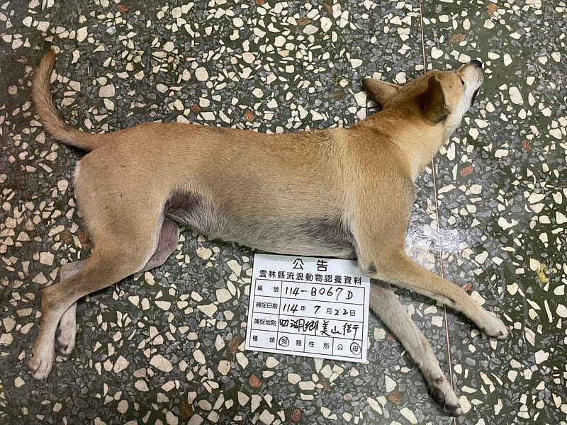 【待認養】混種犬 狗 (女生) - 雲林縣流浪動物收容所